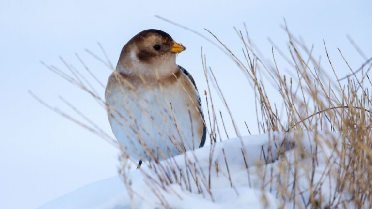 grant-arms-hotel-wildlife (2) (1)